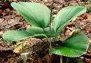 Licuala orbicularis